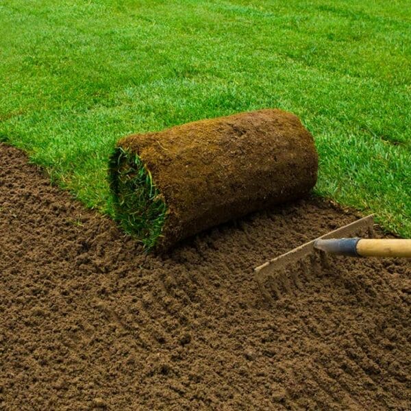 Rye and Bermuda Grass