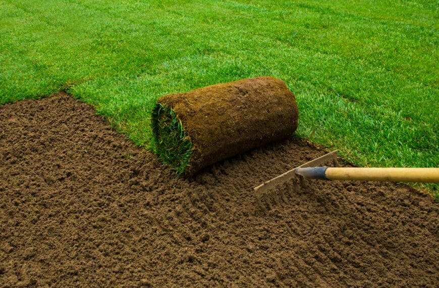 Rye and Bermuda Grass