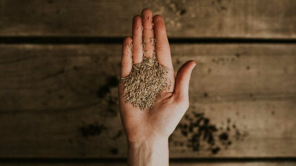 Grass Seed Suppliers 1024x576