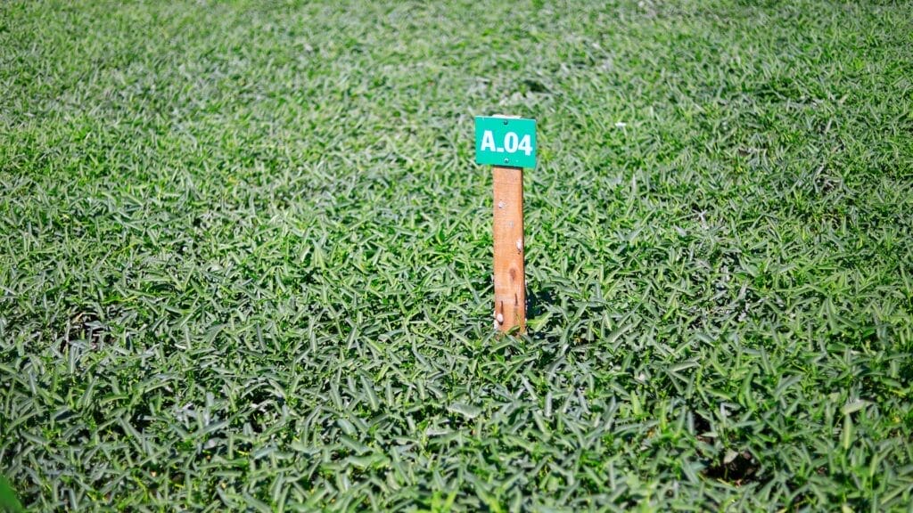 grass height impact