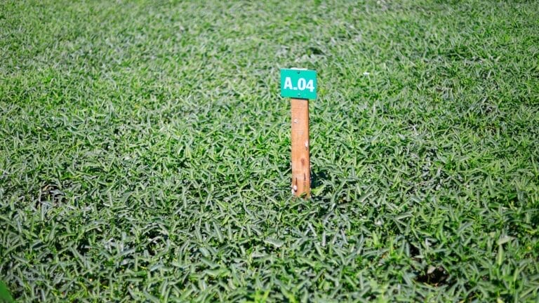 Home grass height impact