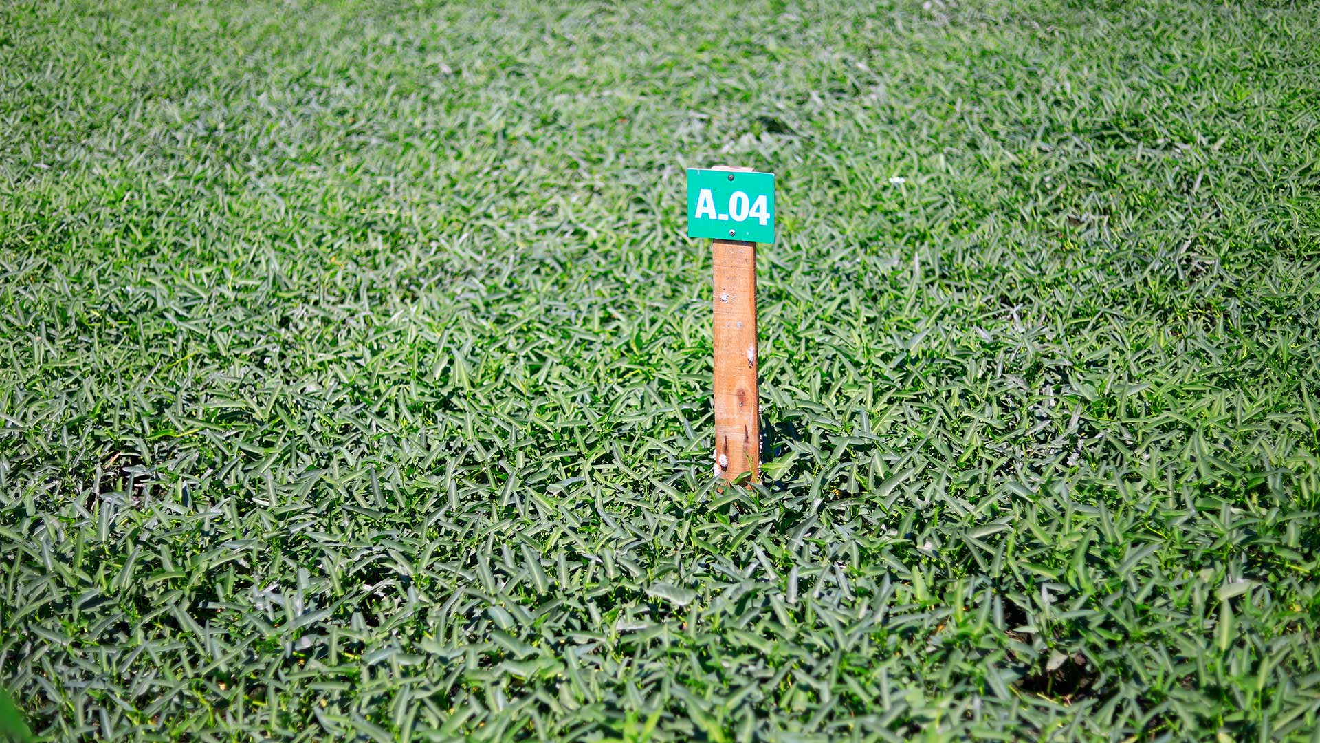 grass height impact