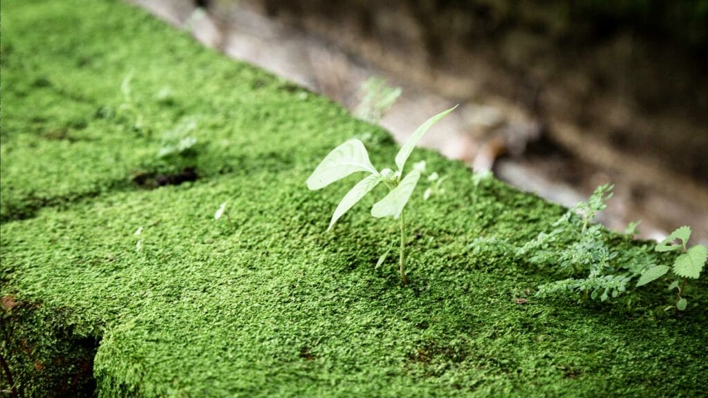 21 Controlling Weeds On A Grass Tennis Court 1024x576