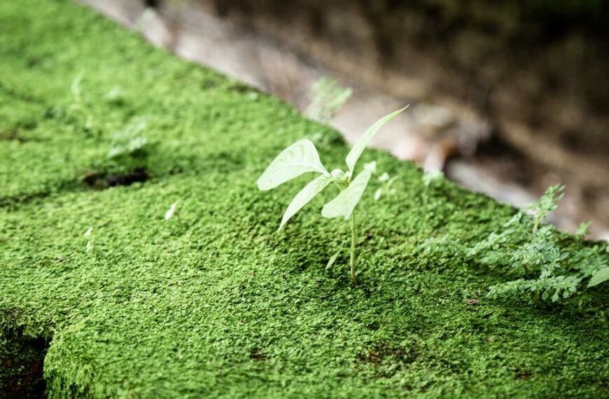 Controlling Weeds on Your Grass Tennis Court