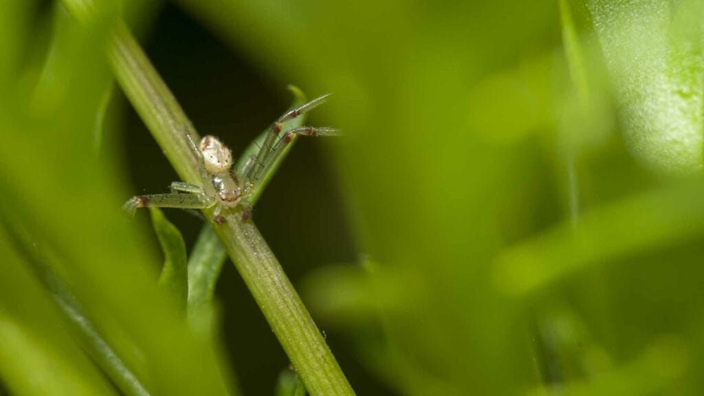 27 Controllng Pests On A Grass Tennis Court 1024x576